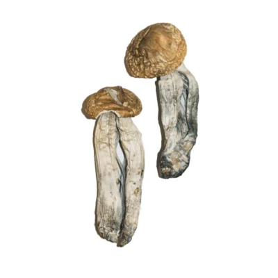 Big Mex mushrooms with broad caps and sturdy stems